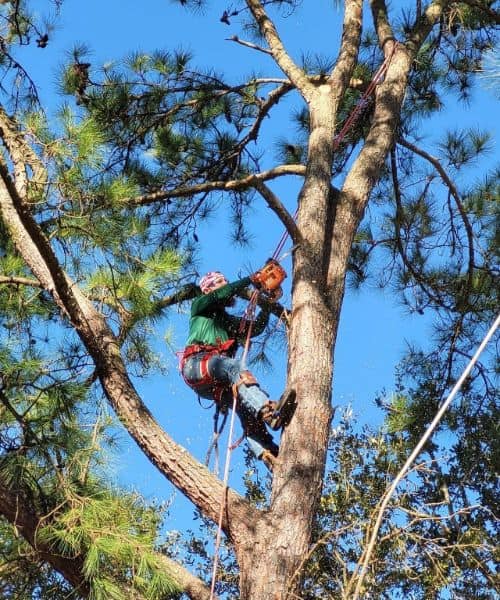 Top Rated Tree Trimming in Friendswood TX Cut N’ Edge Trees